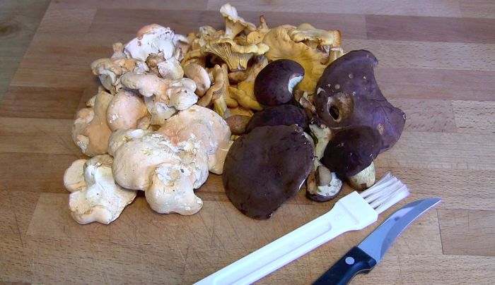 Pilze putzen: Pfifferlinge mit Pinsel und Messer reinigen, beschädigte Stellen entfernen. Nicht mit Wasser waschen!