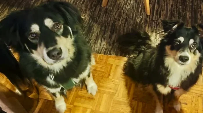 Zwiebeln mit Tomatenmark in der Pfanne anrösten.